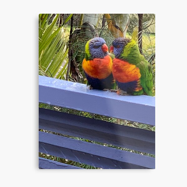 Love Birds Metal Print