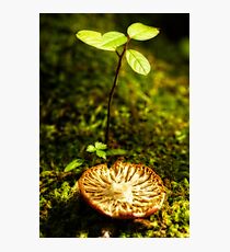 broken cap Photographic Print