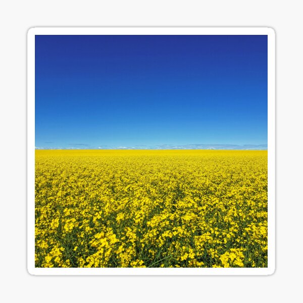 Item preview, Alberta Canola Fields designed and sold by indigorayz.