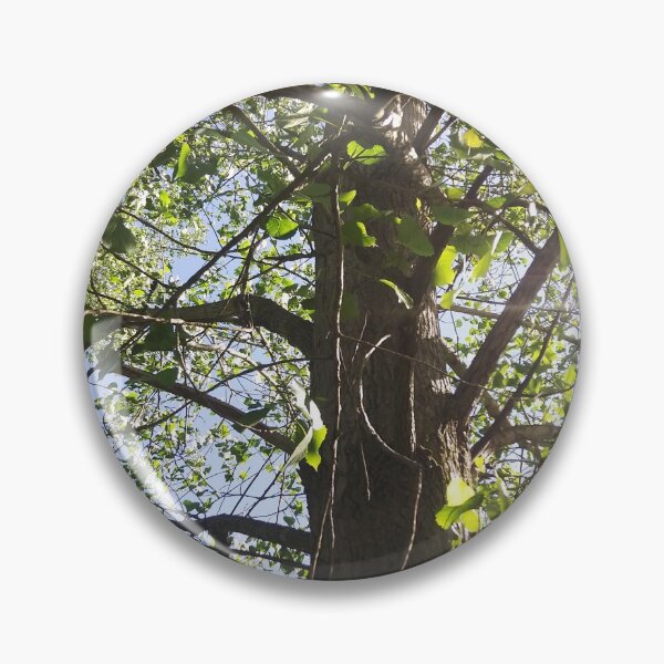 Artikelvorschau, Geschwungene Zweige, perspektivische Naturfotografie von Courtney Hatcher entworfen und verkauft von cghatcherart.