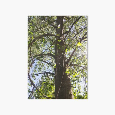 Curving Branches, Perspective Nature Photography by Courtney Hatcher Art Board Print