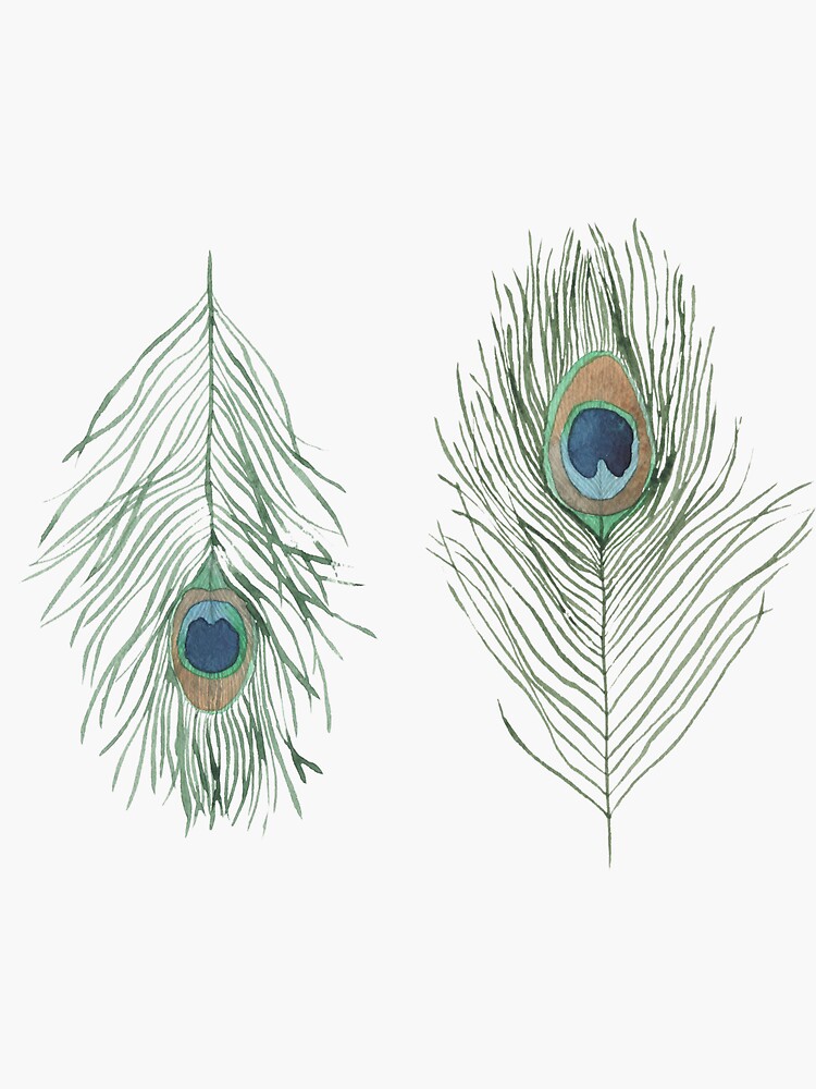 Peacock Feather | Feather clip art, Feather drawing, Feather illustration