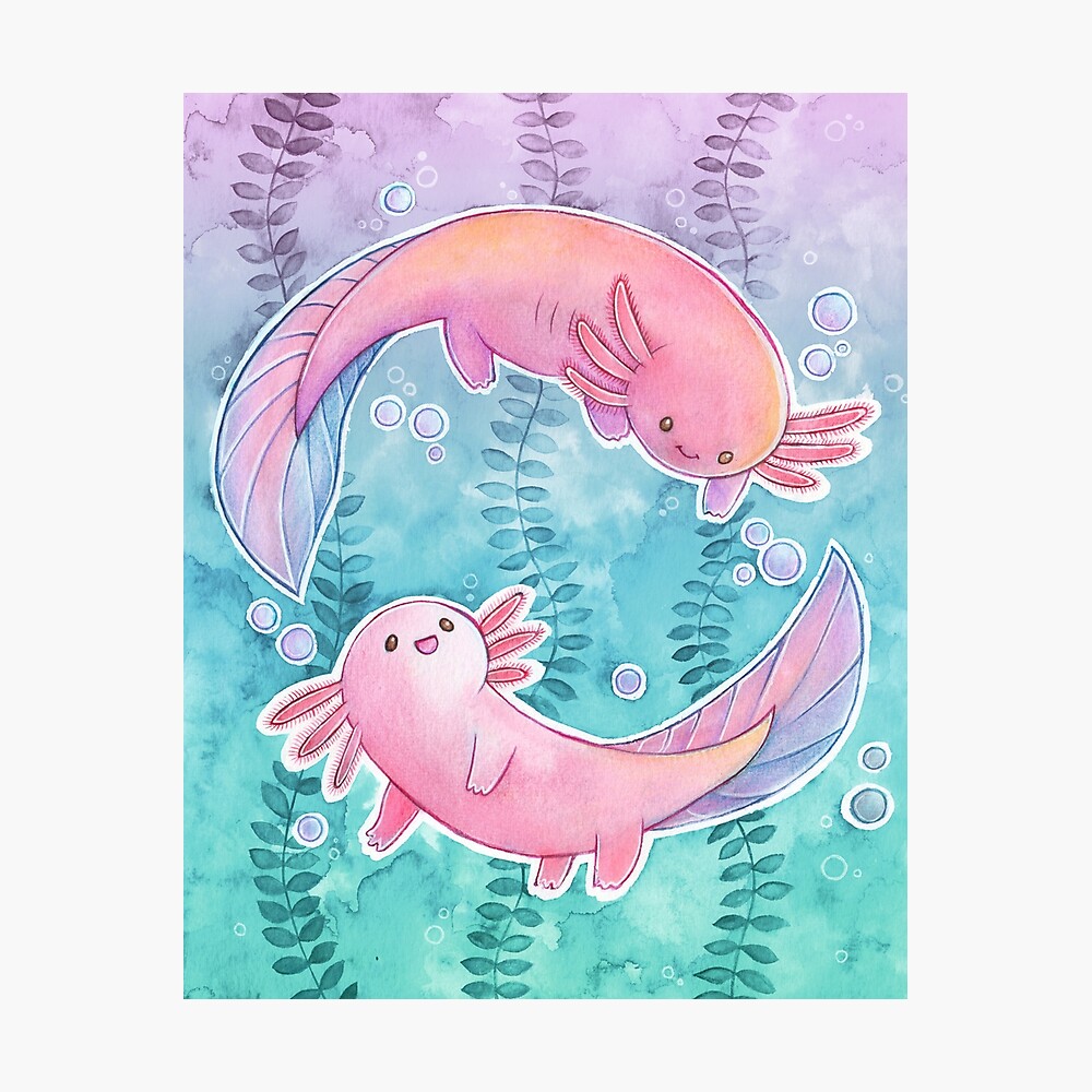 Axolotl Wallpaper Hd  Wallpaperforu