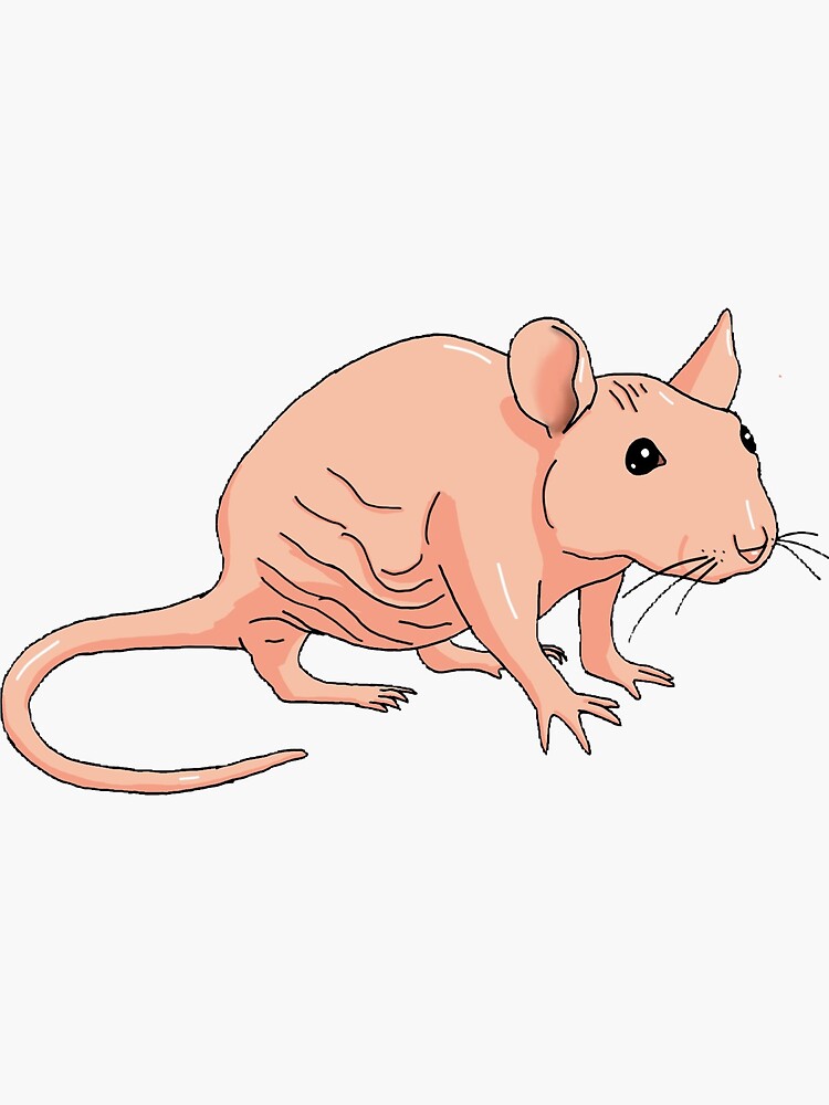 Hairless mouse clearance for sale