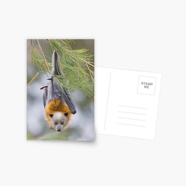 Item preview, Grey-headed Flying Fox, Australia designed and sold by Auswildlife.