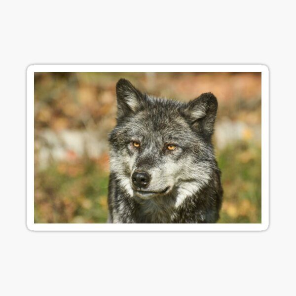 "Grey Wolf (Gray Wolf)" Sticker for Sale by BritHikesON Redbubble