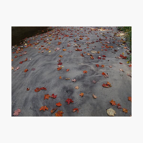 Leaves on a sand bar Photographic Print