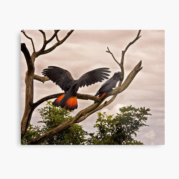 Red-tailed Black Cockatoo Metal Print
