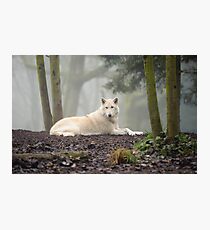 Lone Wolf Fotodruck