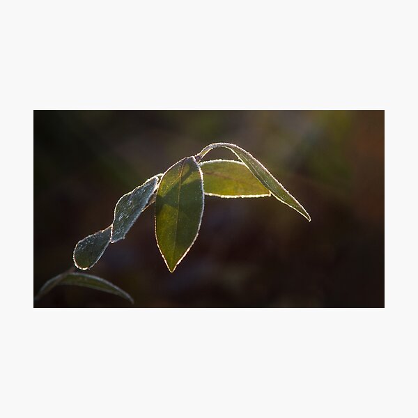 Item preview, Wintertime designed and sold by Tamas KLAUSZ.