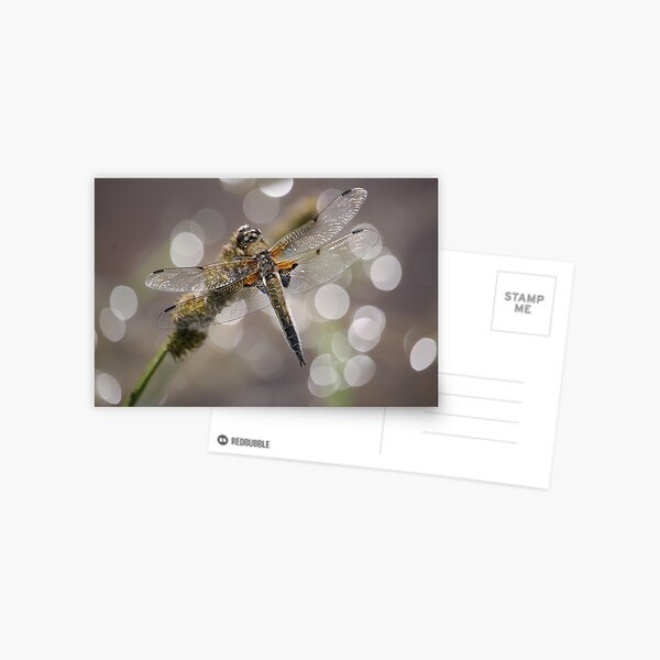Dragonfly Postcard