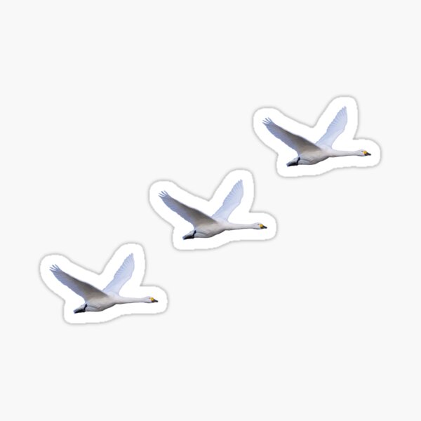 Three Flying Swans Sticker