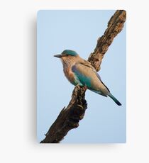 Indian roller on a branch Canvas Print