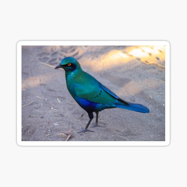 African Blue Starling Bird in the Shade Sticker