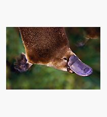 Platypus Photographic Print