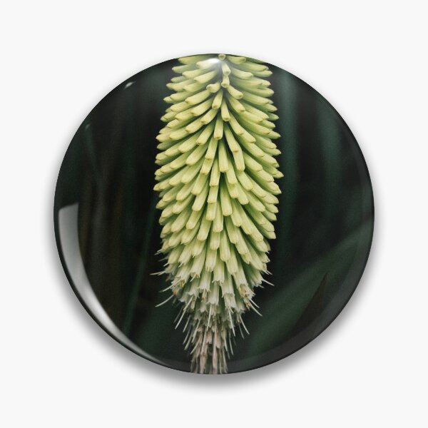 Aperçu de l'œuvre Kniphofia Ice Queen || Red Hot Poker créée et vendue par worktheangle.