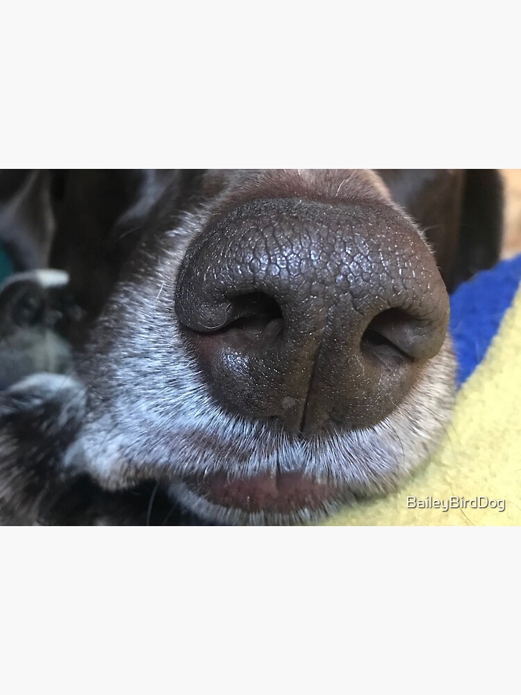 Boop Your Nose Mask - Dog by BaileyBirdDog