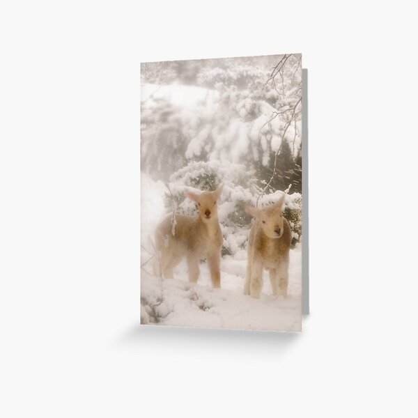 Lambs in Snow Greeting Card