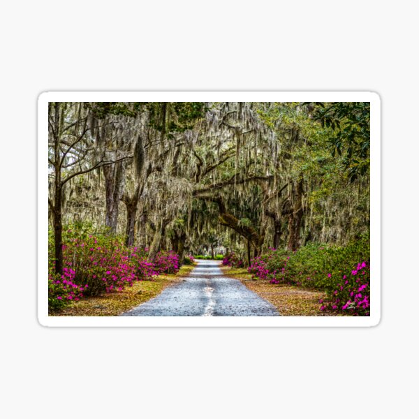 Item preview, Azaleas and Spanish Moss designed and sold by GestaltImagery.