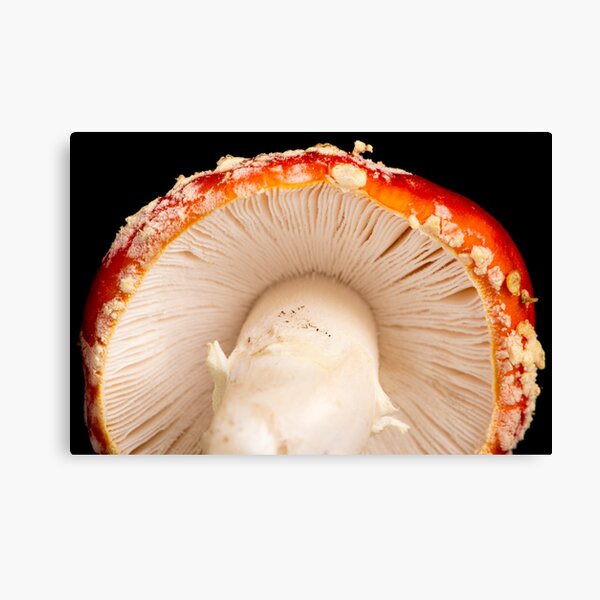 Gill Side Up Canvas Print
