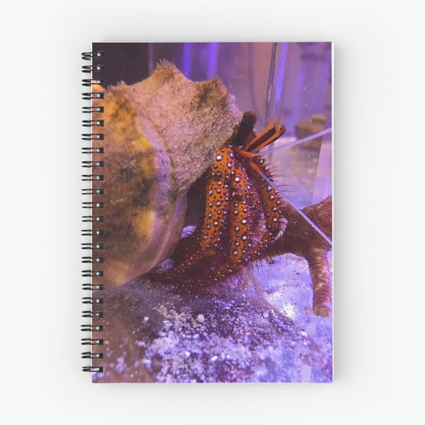 Item preview, Spotted red Hermit crab designed and sold by buzzmarshall.
