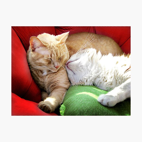 Warmth and Love for the Holidays Photographic Print