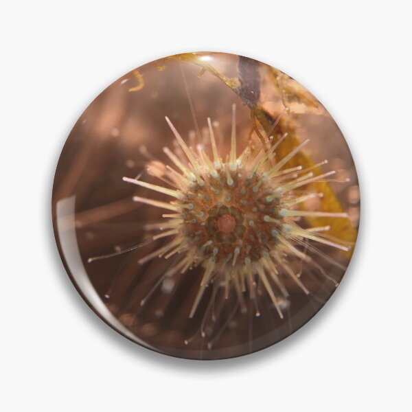 Item preview, Juvenile Sea Urchin designed and sold by MotherOfUrchins.
