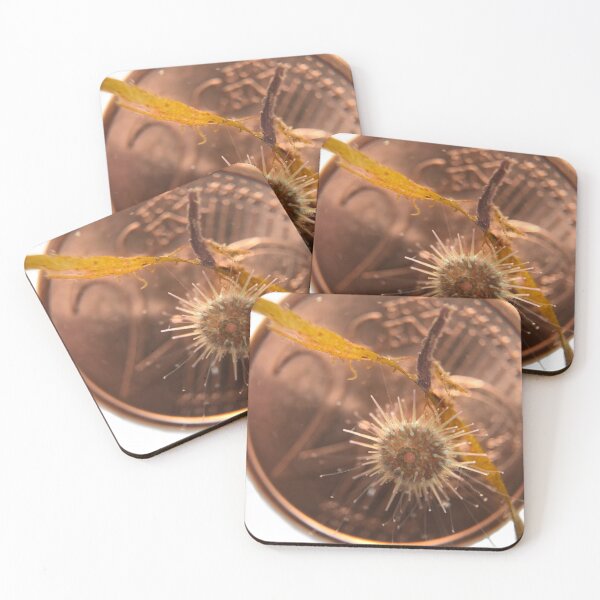 Item preview, Juvenile Sea Urchin designed and sold by MotherOfUrchins.