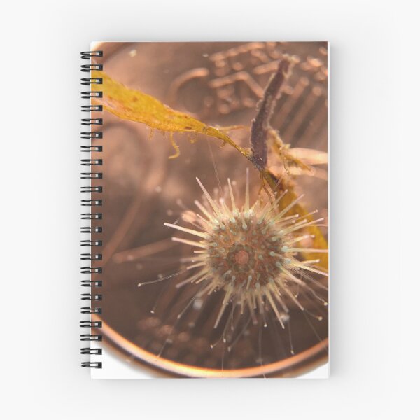 Item preview, Juvenile Sea Urchin designed and sold by MotherOfUrchins.