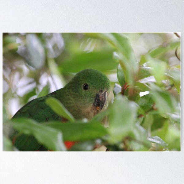Item preview, Australian King Parrot designed and sold by RochelleJean.