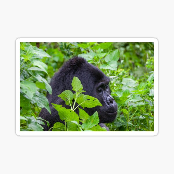 Wild Silverback Gorilla from Bwindi National Park, Uganda Sticker