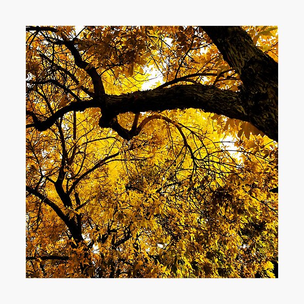 Item preview, Blazing Golden Autumn designed and sold by XXX Zombieboy XXX.
