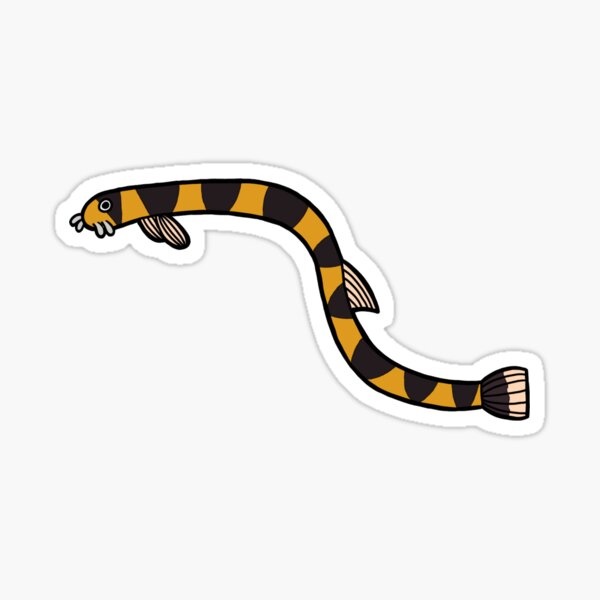 Kuhli Loach Sticker