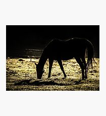 Horse Photographic Print