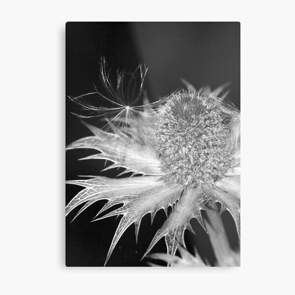 thistle Metal Print