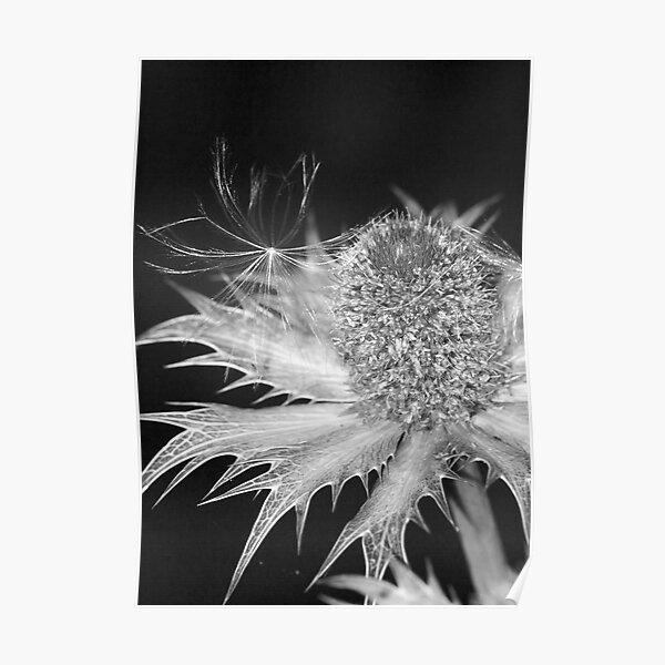thistle Poster
