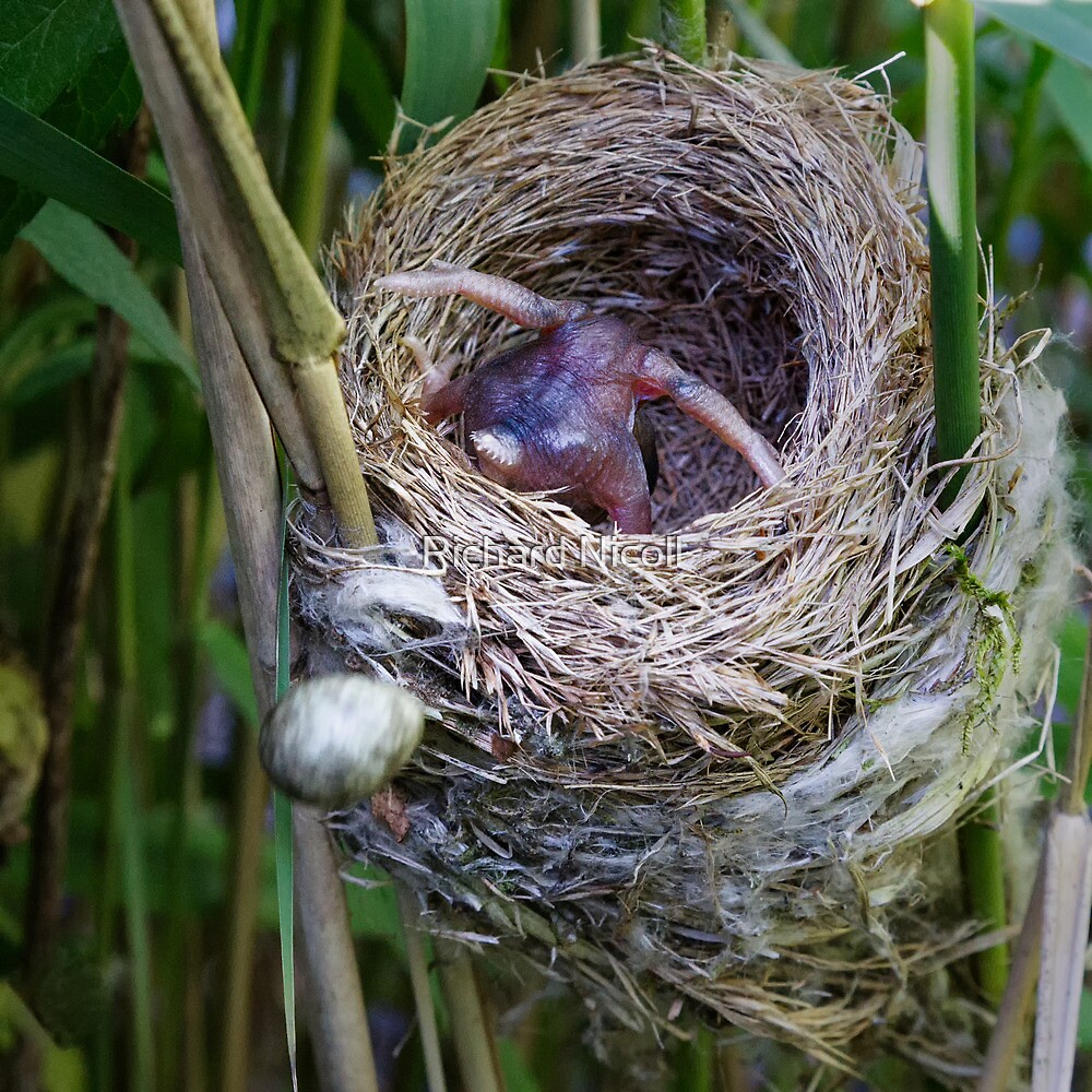 "Cuckoo chick ejecting Reed Warbler egg" by Richard Nicoll Redbubble