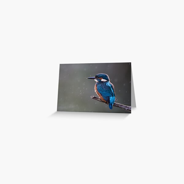 Kingfisher in the rain Greeting Card