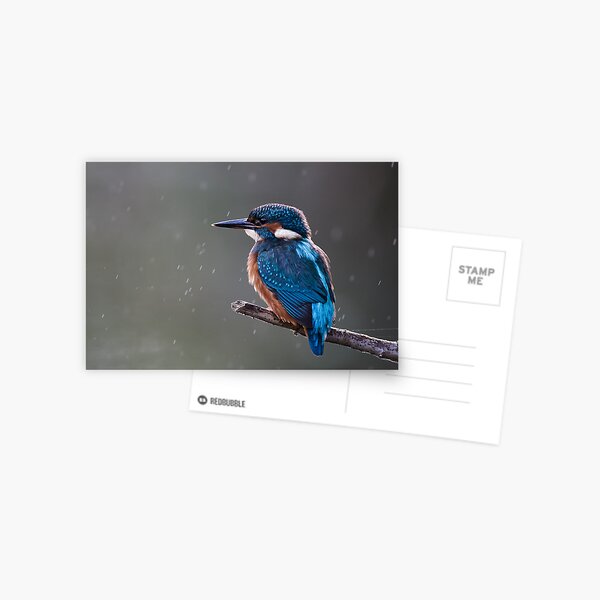 Item preview, Kingfisher in the rain designed and sold by Richard Nicoll Photography.