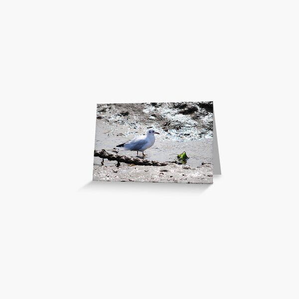 Seagull Having breakfast Greeting Card