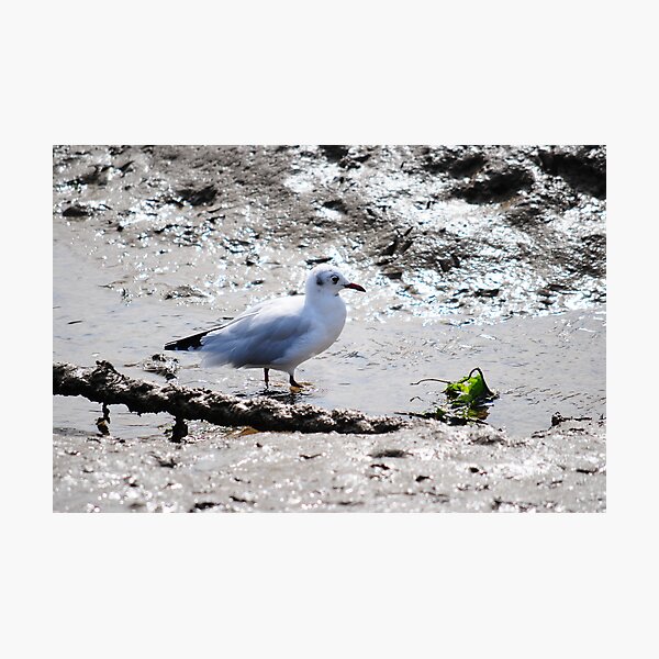 Seagull Having breakfast Photographic Print