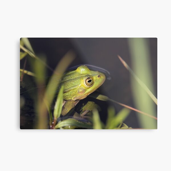 Frog Metal Print