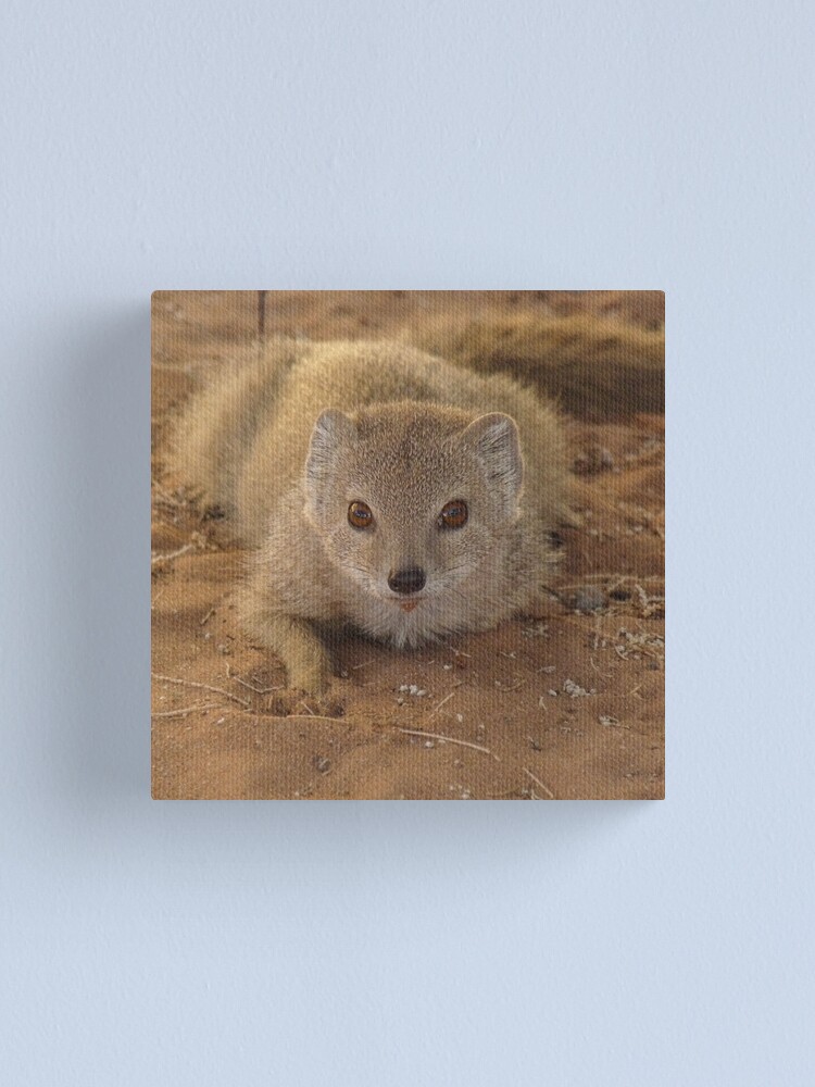 Alternate view of A study in mongoose Canvas Print