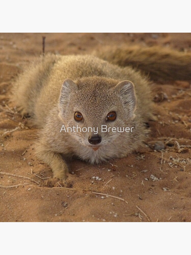 A study in mongoose by dailyanimals
