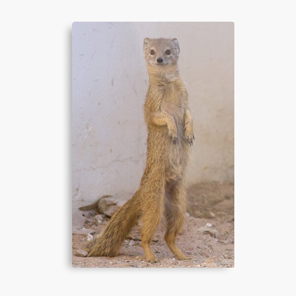 Mongoose stands tall Metal Print