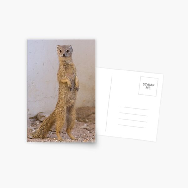 Mongoose stands tall Postcard