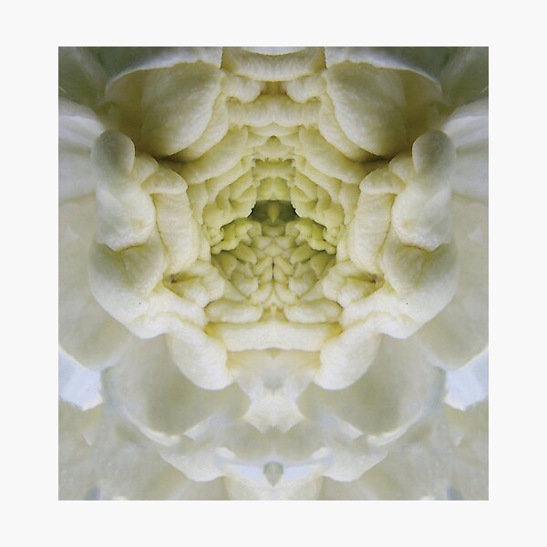 Blossom White Photographic Print