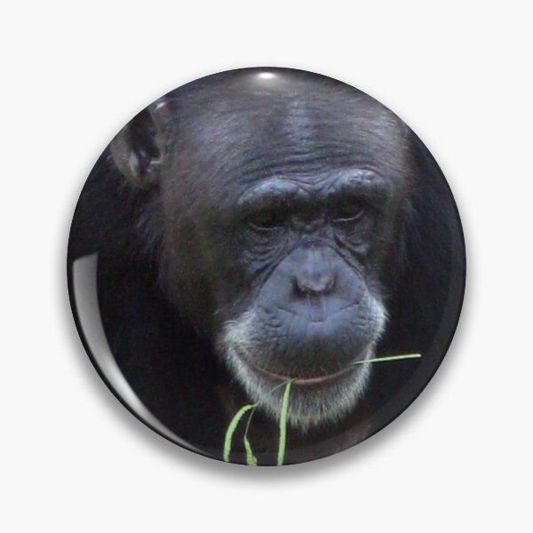 Item preview, Chimpanzee  (Pan troglodytes)  designed and sold by Marilyn Harris.