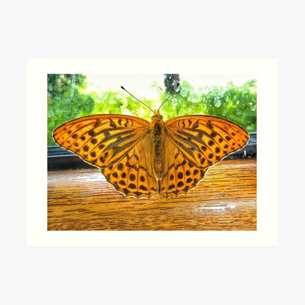 Butterfly Art Print
