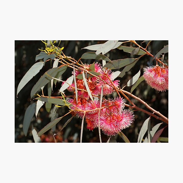 Pink Flowering Gum by South Australian artist Avril Thomas Photographic Print